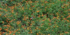 Lantana camara var. aculeata